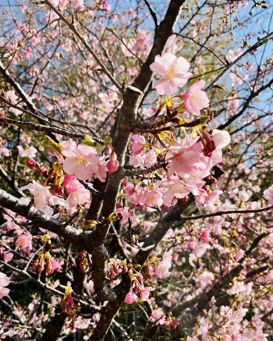 お店の前の桜、咲いてきました🌸