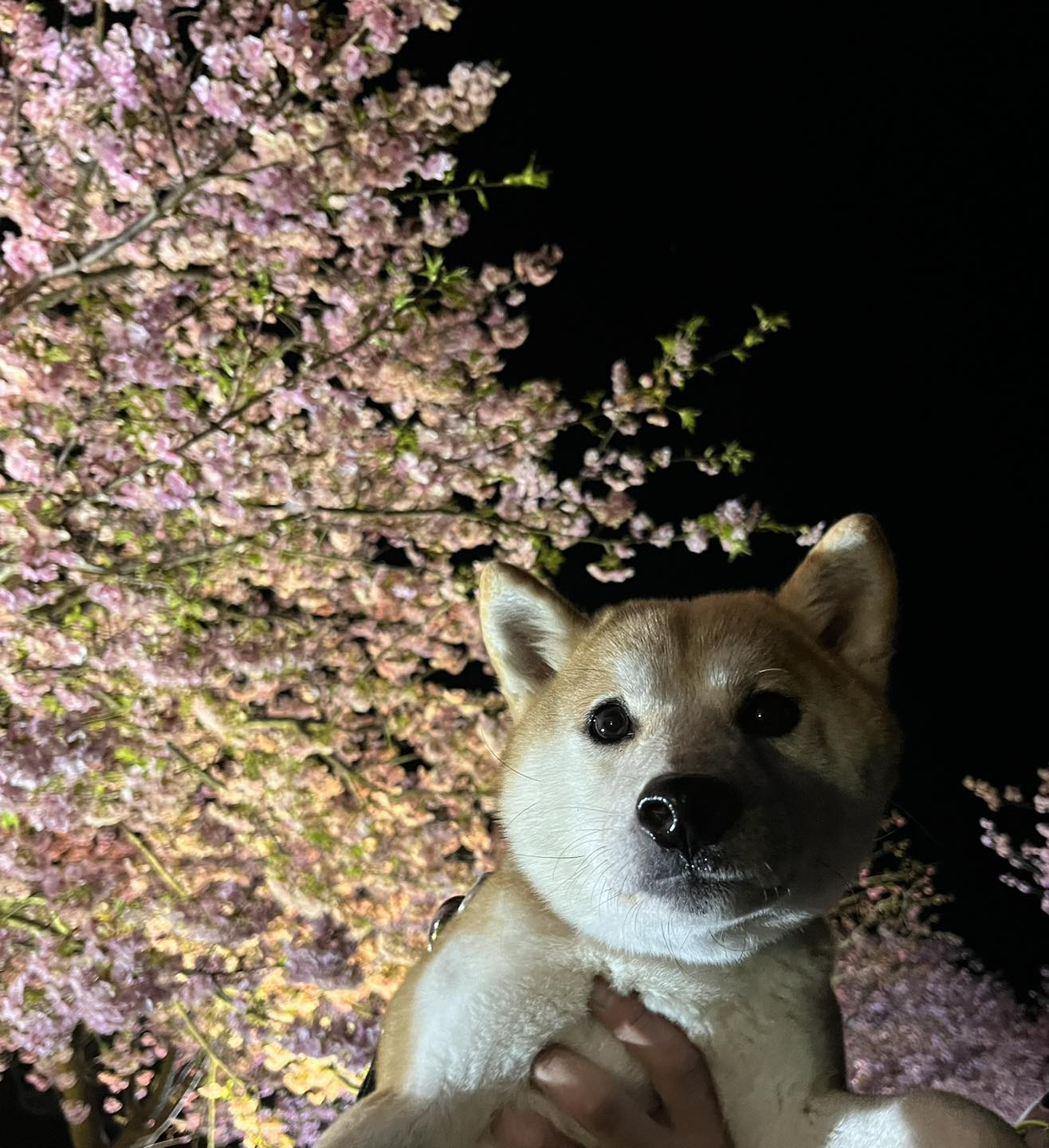 夜桜となめこ🌸❤️🐕