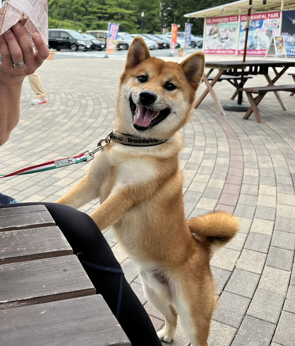 柴犬いつきと旅の駅と桜の里🐶