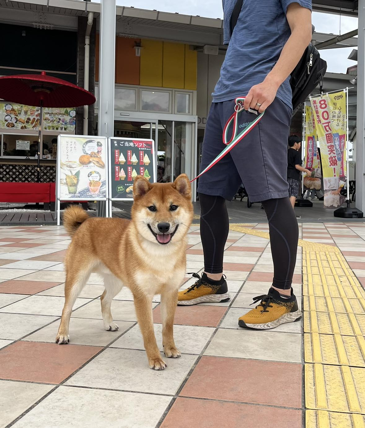 柴犬いつきと旅の駅と桜の里🐶