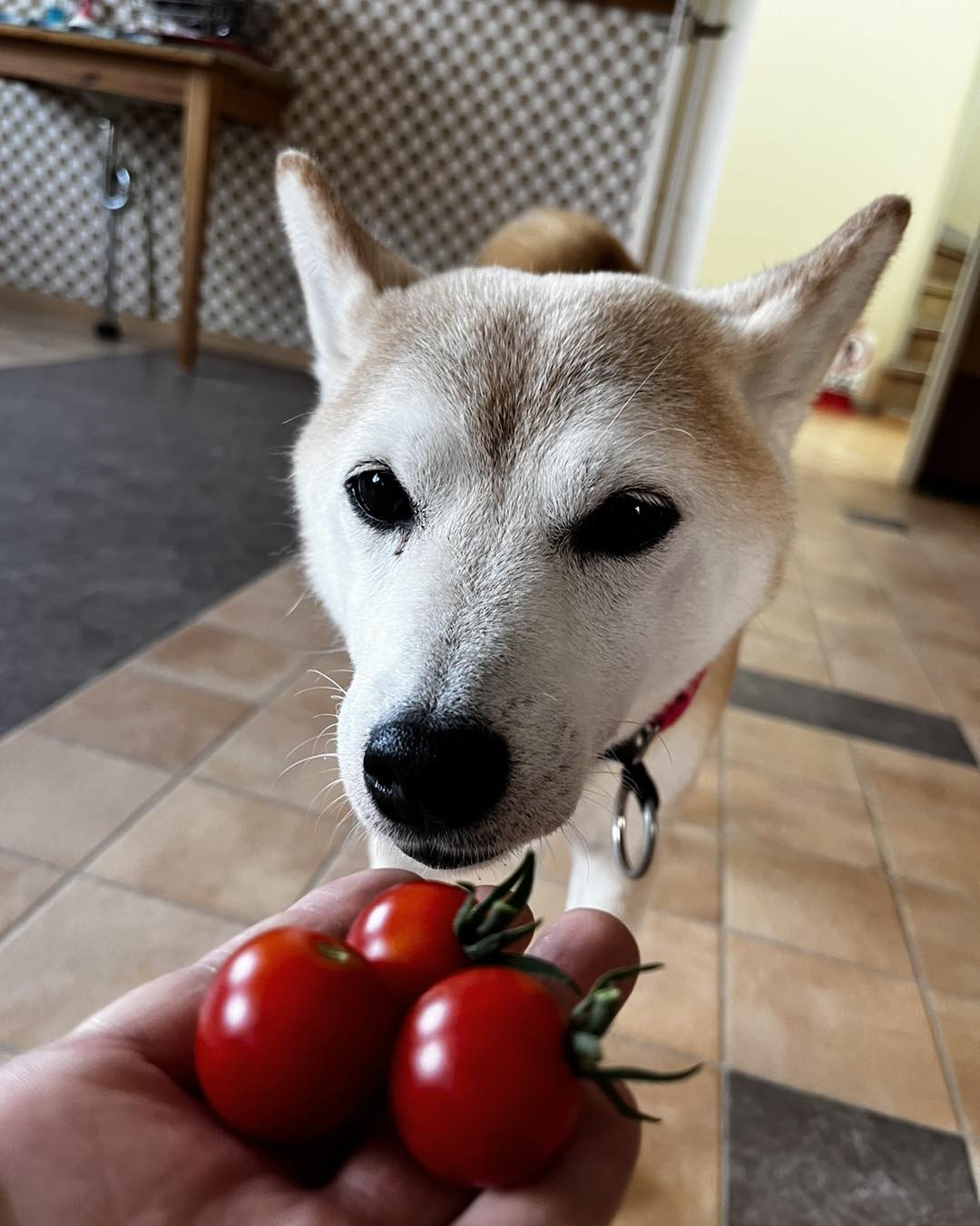 家庭菜園と柴犬ひめ🍅