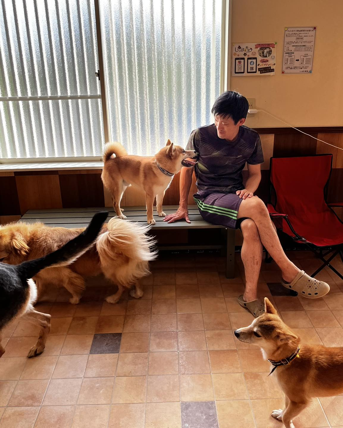 しっぽの教室産まれの柴犬りょーま🐶