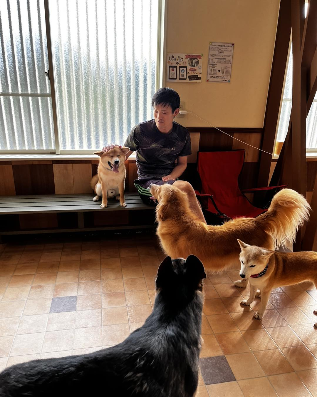 しっぽの教室産まれの柴犬りょーま🐶