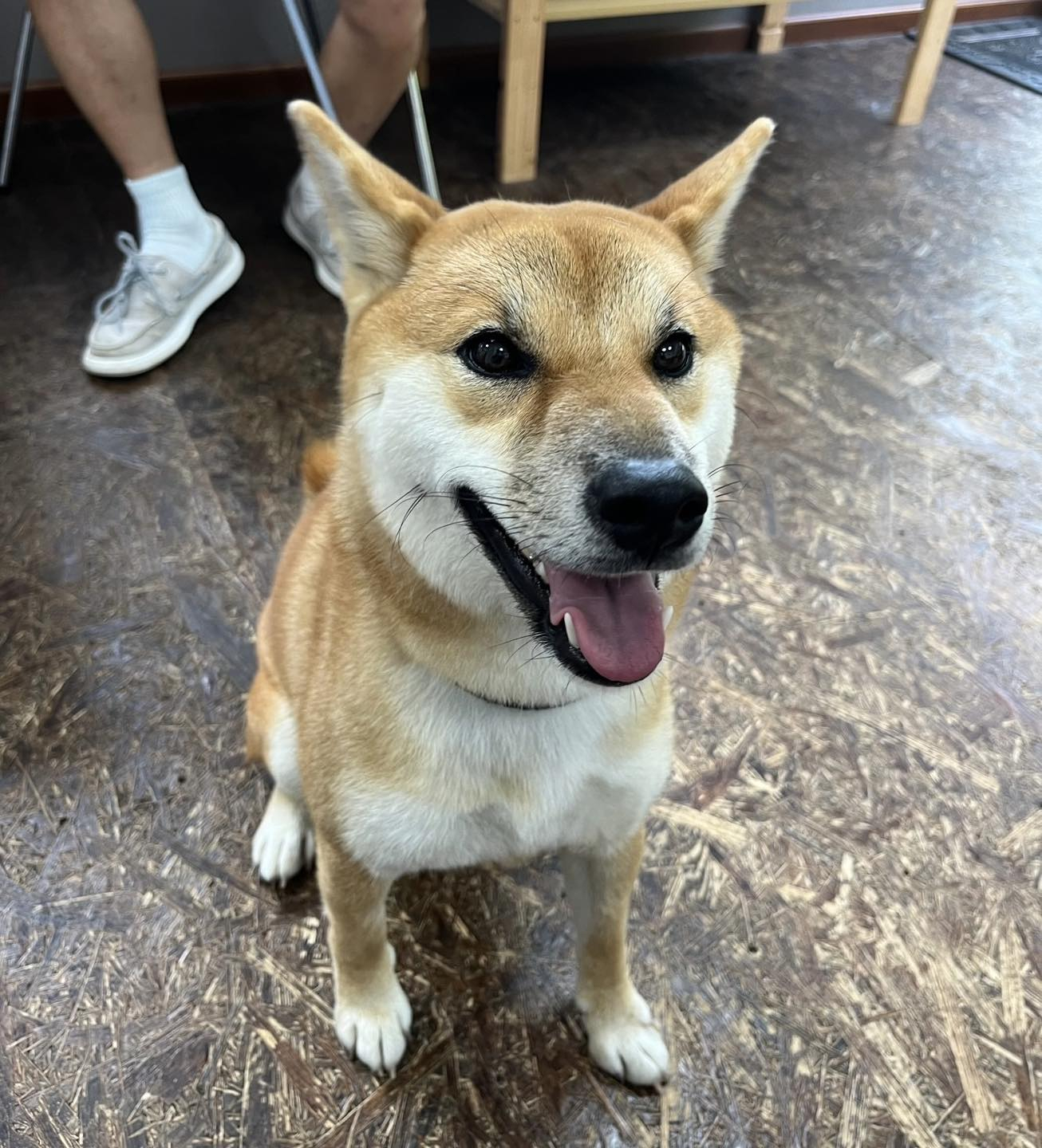 柴犬、花子の里帰り🐶