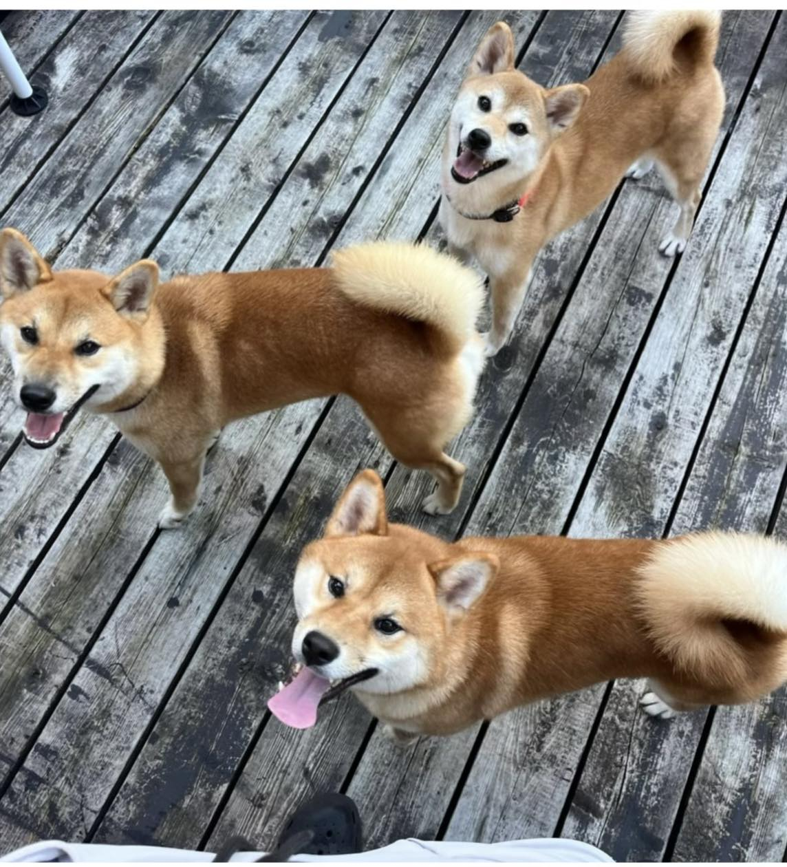 柴犬、花子の里帰り🐶