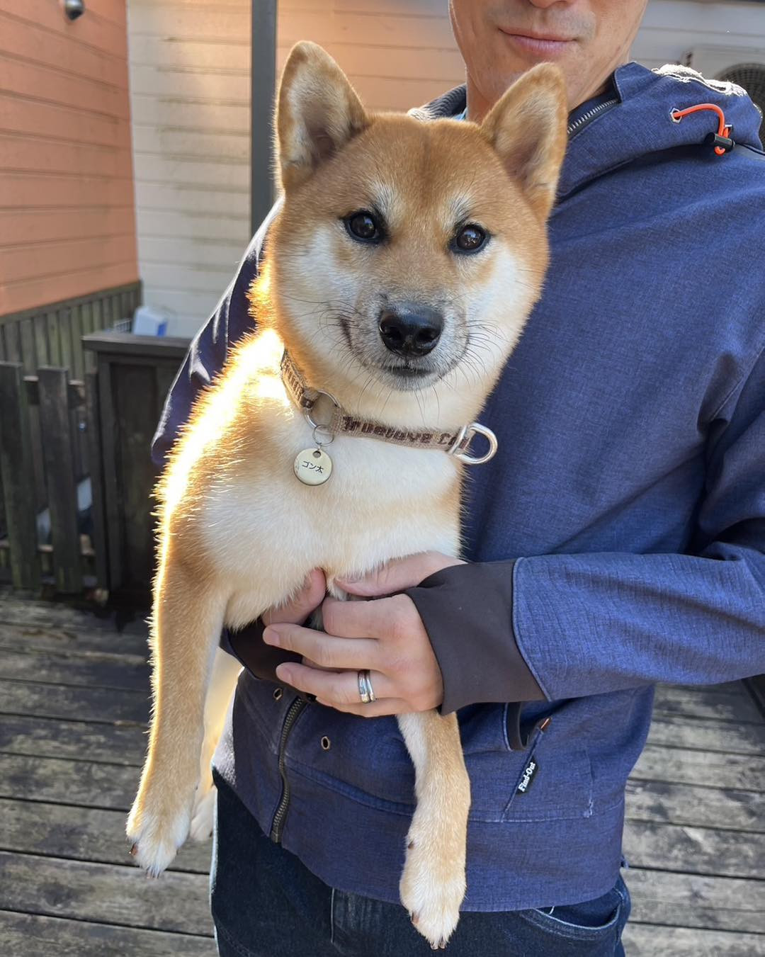 柴犬のゴン太くん🐶