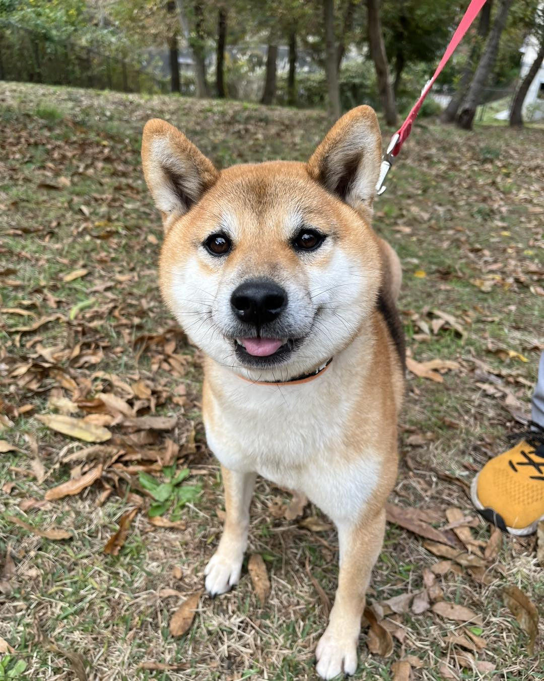 柴犬のブリーダー、再開いたしました‼️