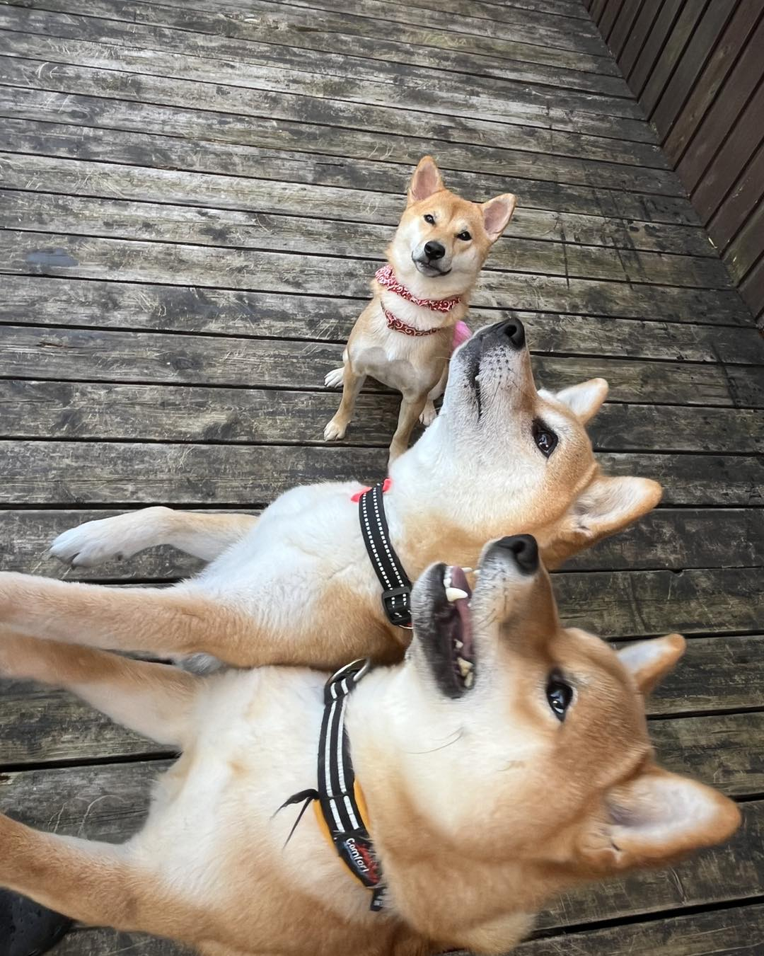 柴犬もなかちゃんの里帰り🐶