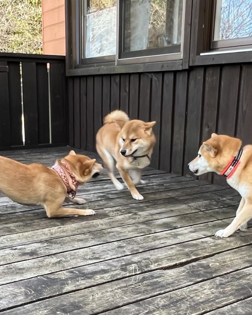 柴犬もなかちゃんの里帰り🐶