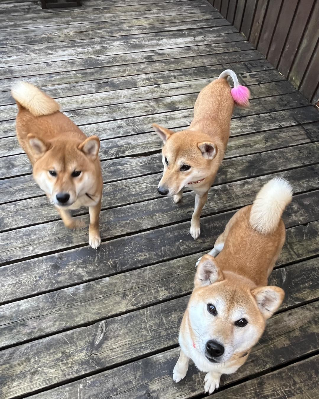 柴犬もなかちゃんの里帰り🐶