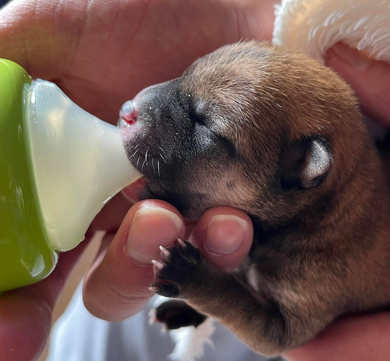 柴犬ゆめの仔犬　産まれました‼️