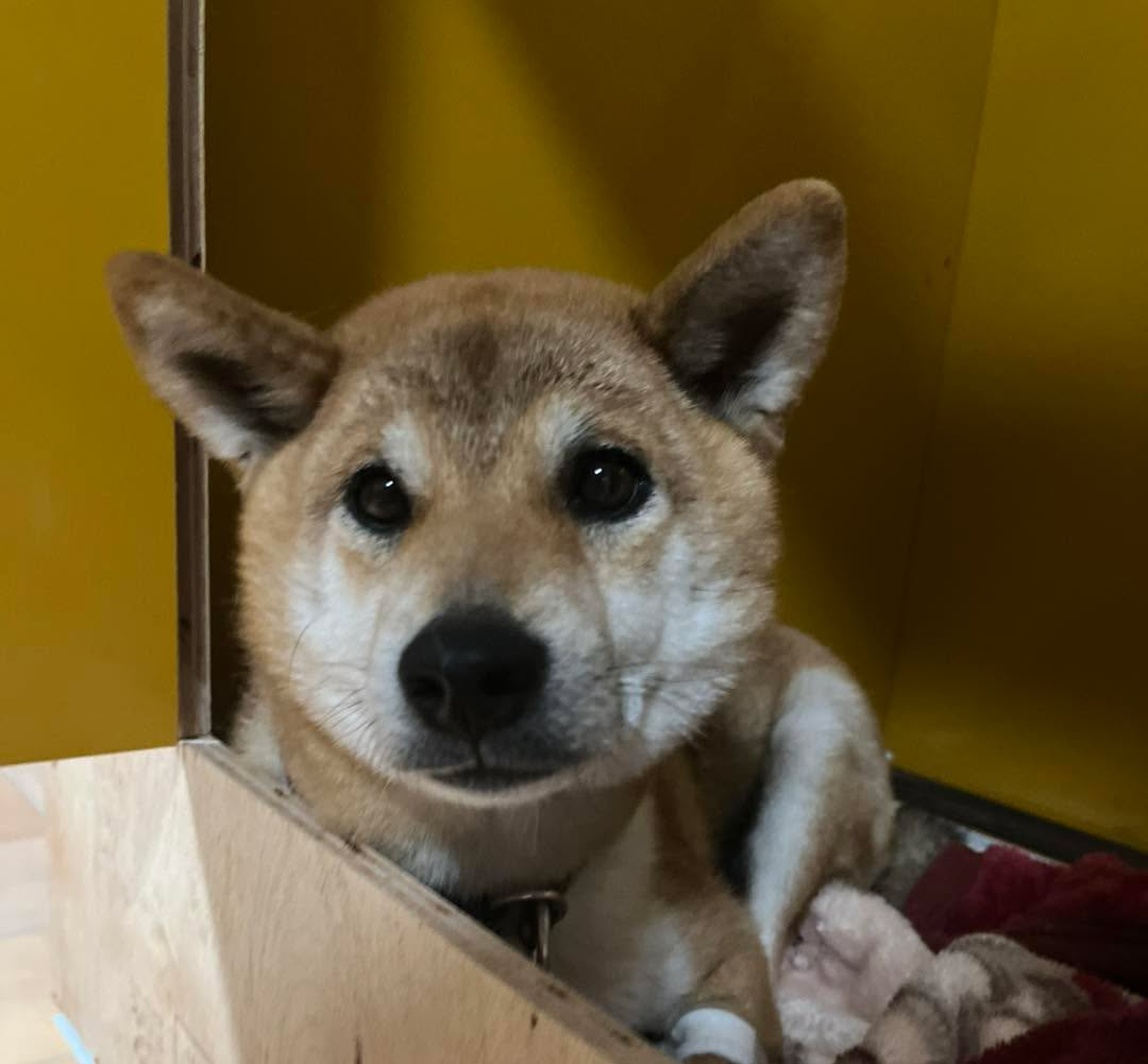 柴犬ゆめの仔犬　産まれました‼️