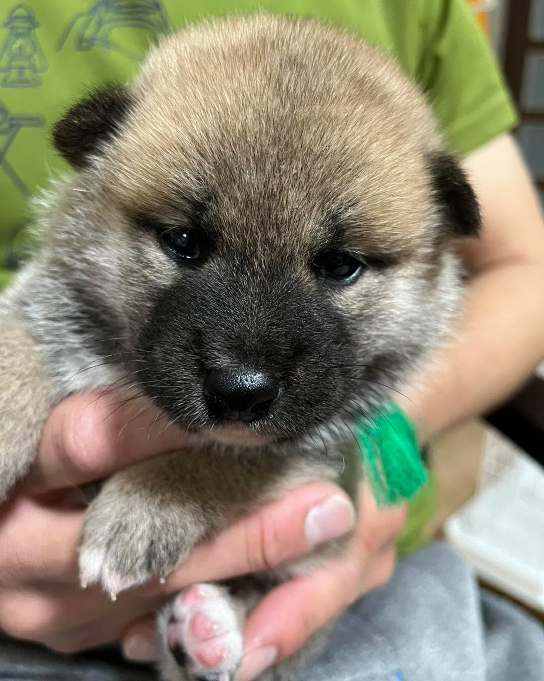 柴犬仔犬　販売中🐶