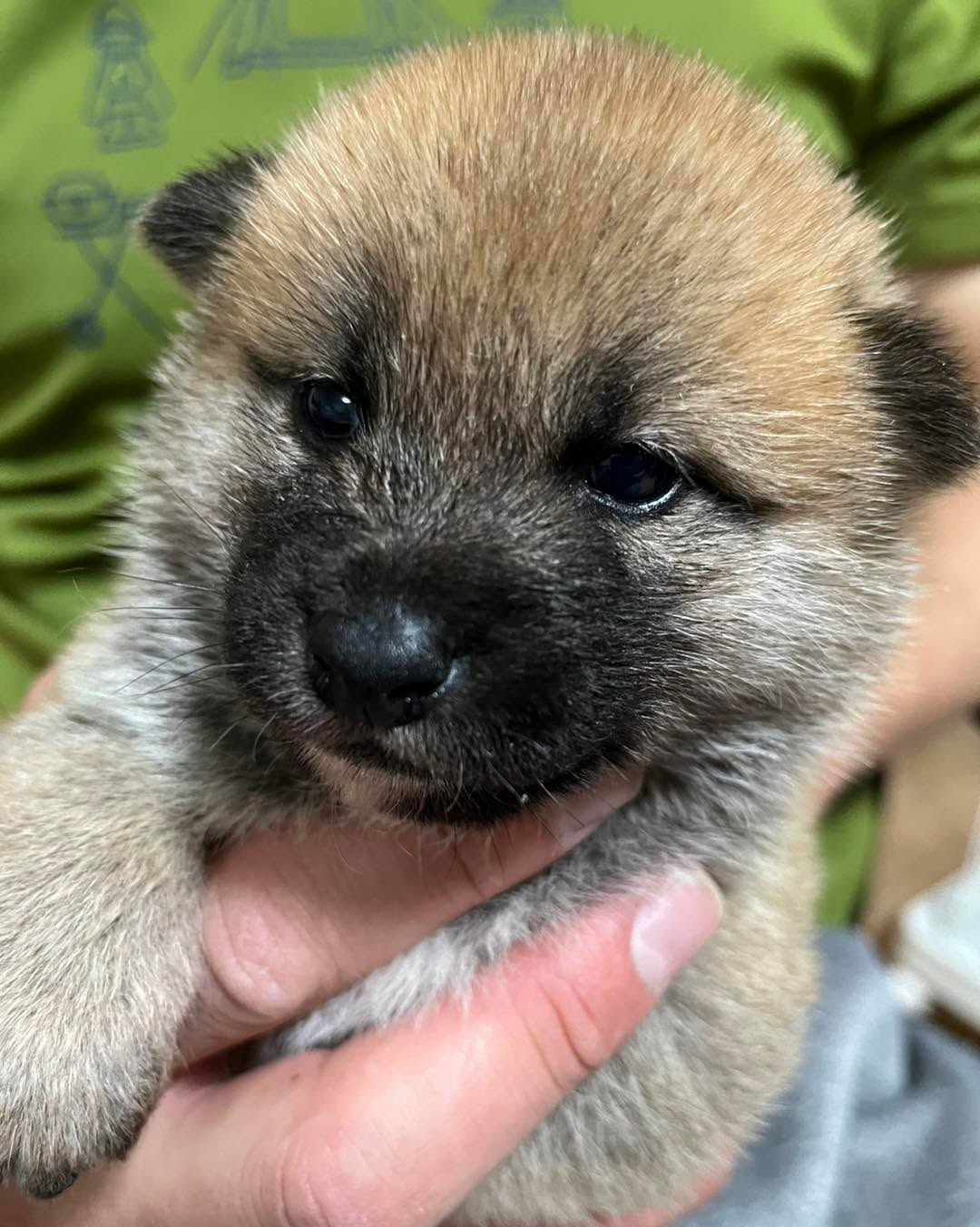 柴犬仔犬　販売中🐶