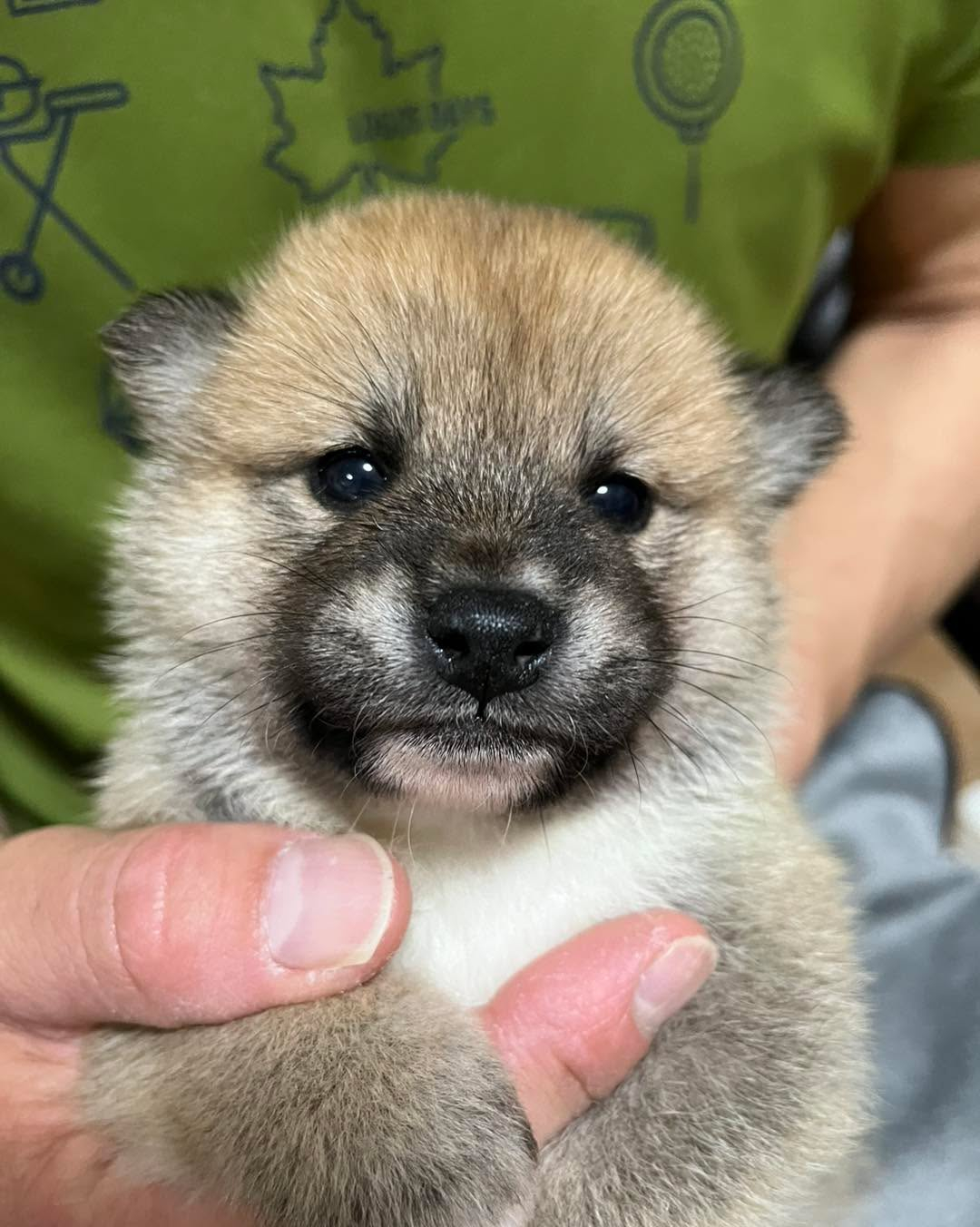 柴犬仔犬　販売中🐶