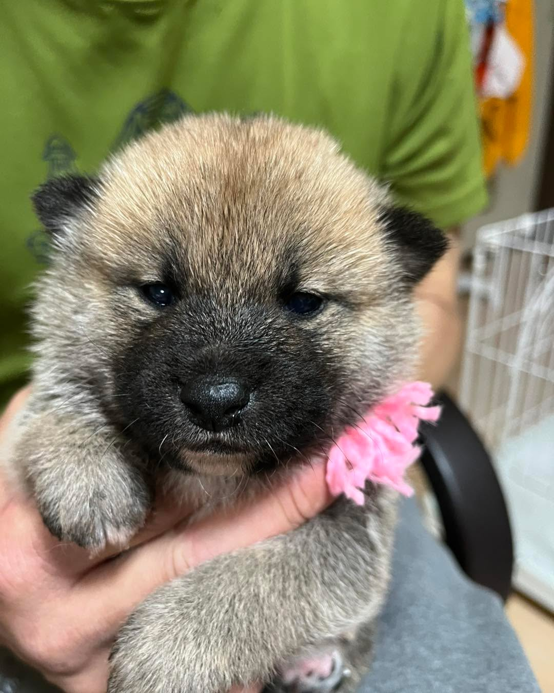 柴犬仔犬　販売中🐶