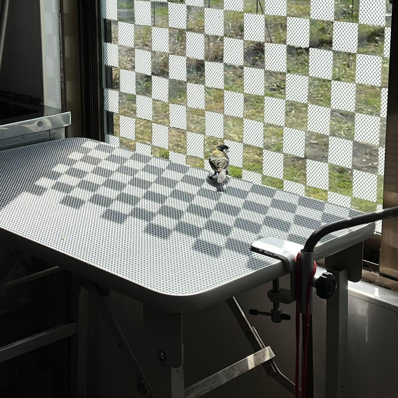 可愛いお客さま🩷