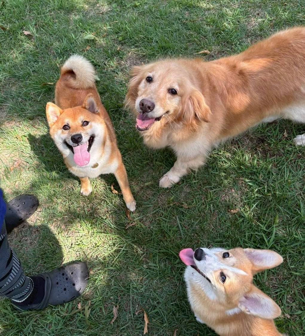 柴犬のゴンちゃん💕