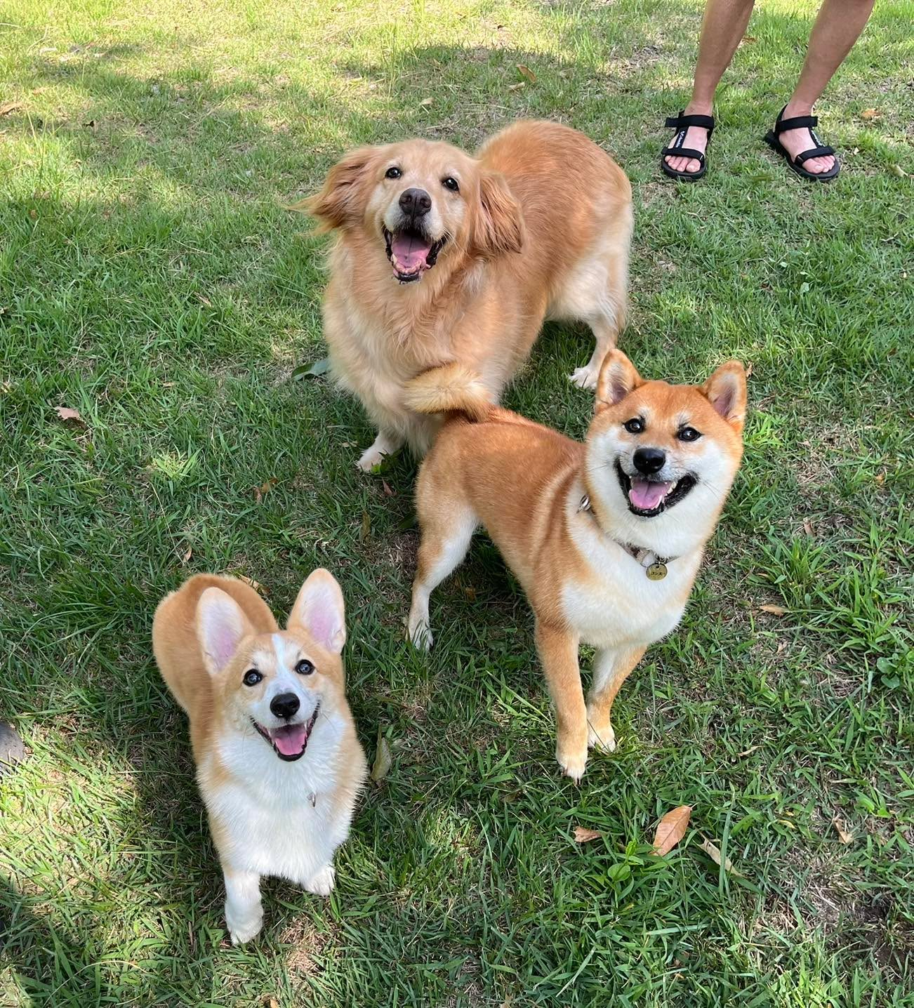柴犬のゴンちゃん💕