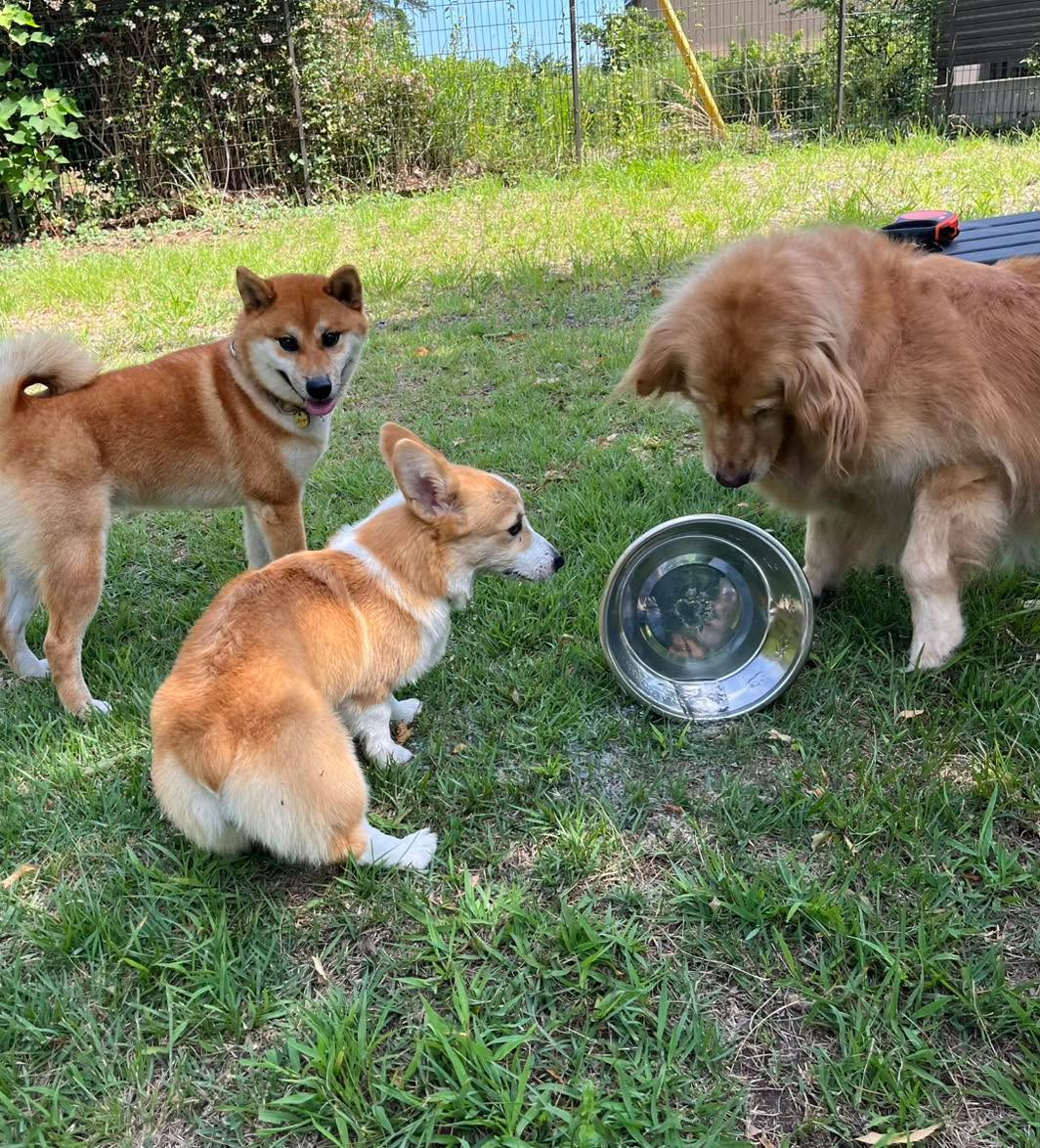 柴犬のゴンちゃん💕