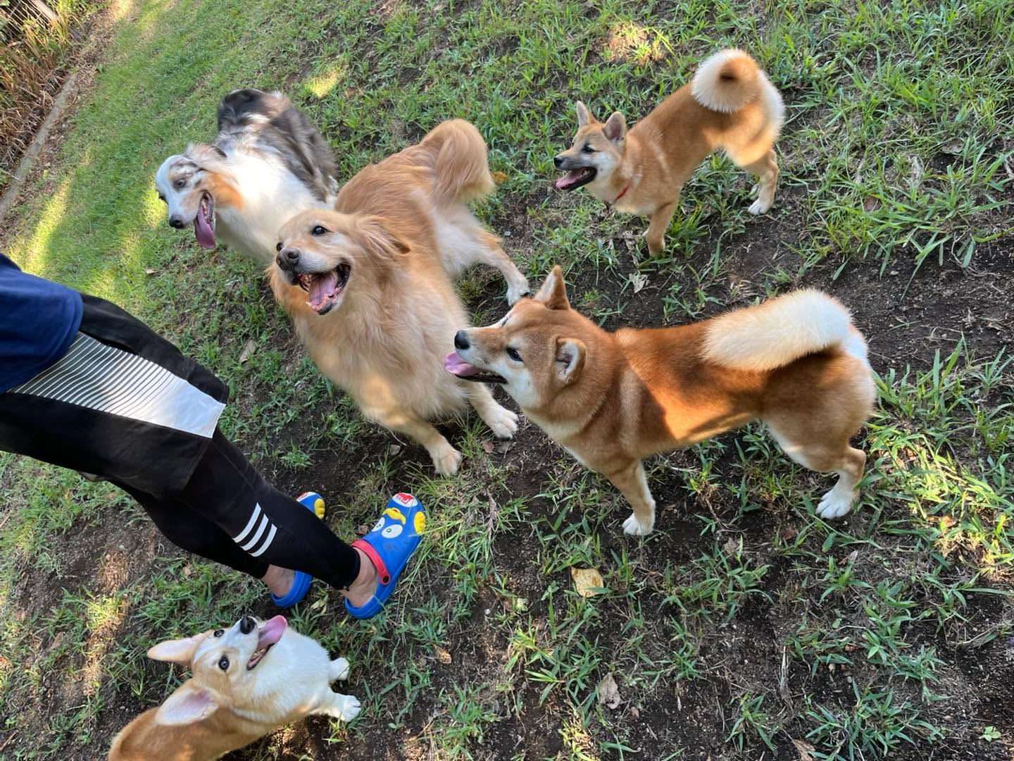 しっぽの教室のヤンチャメンバー🐶