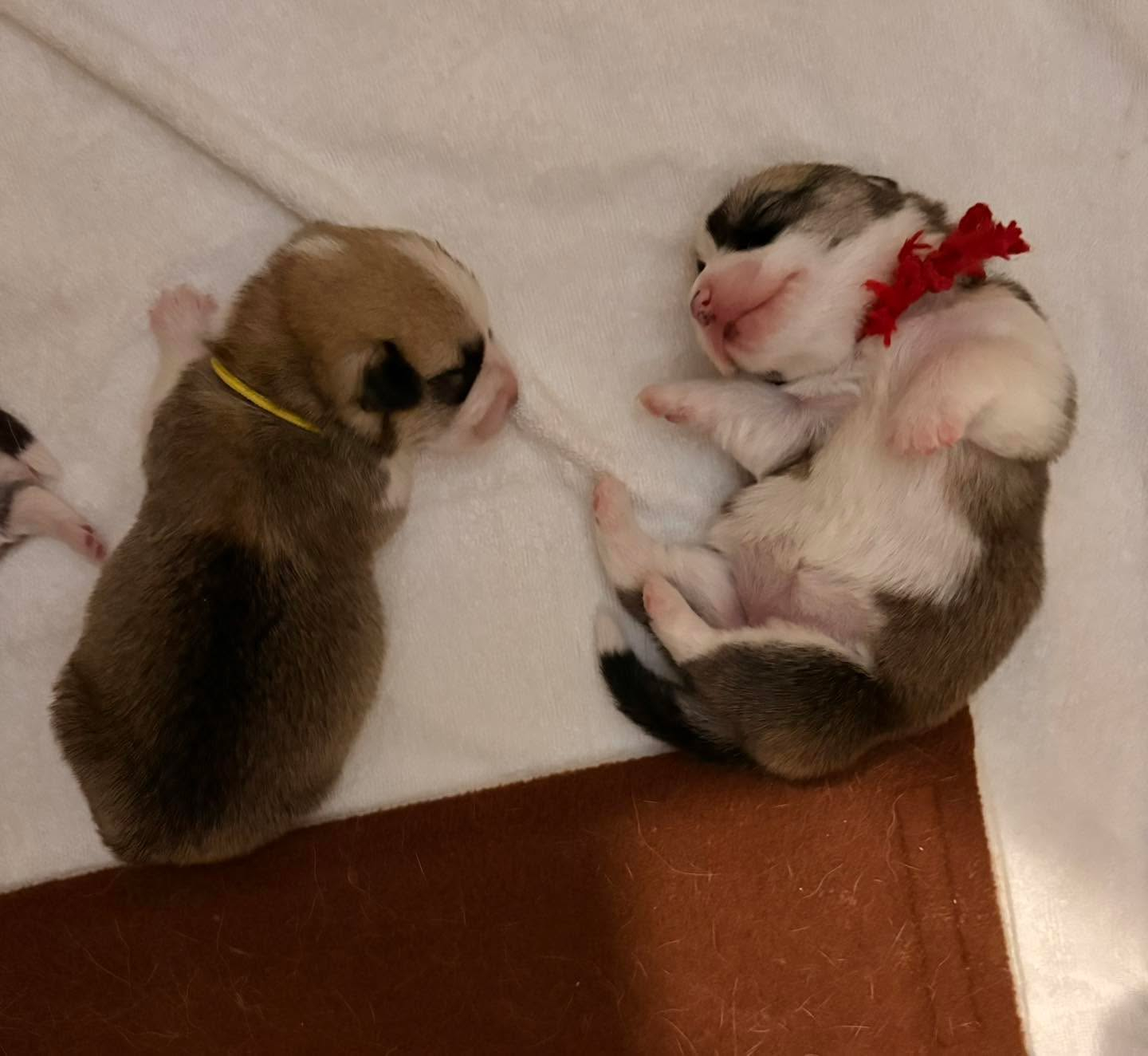 コーギーの仔犬達💕
