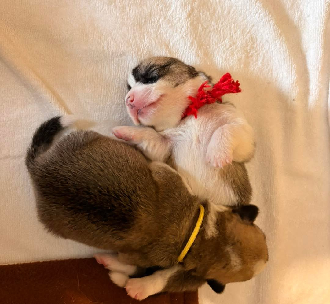 コーギーの仔犬達💕