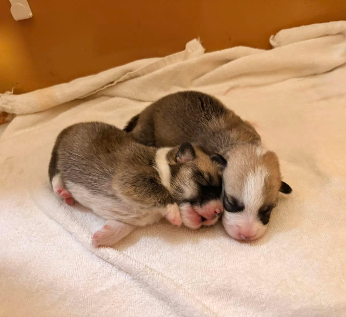 コーギーの仔犬達💕