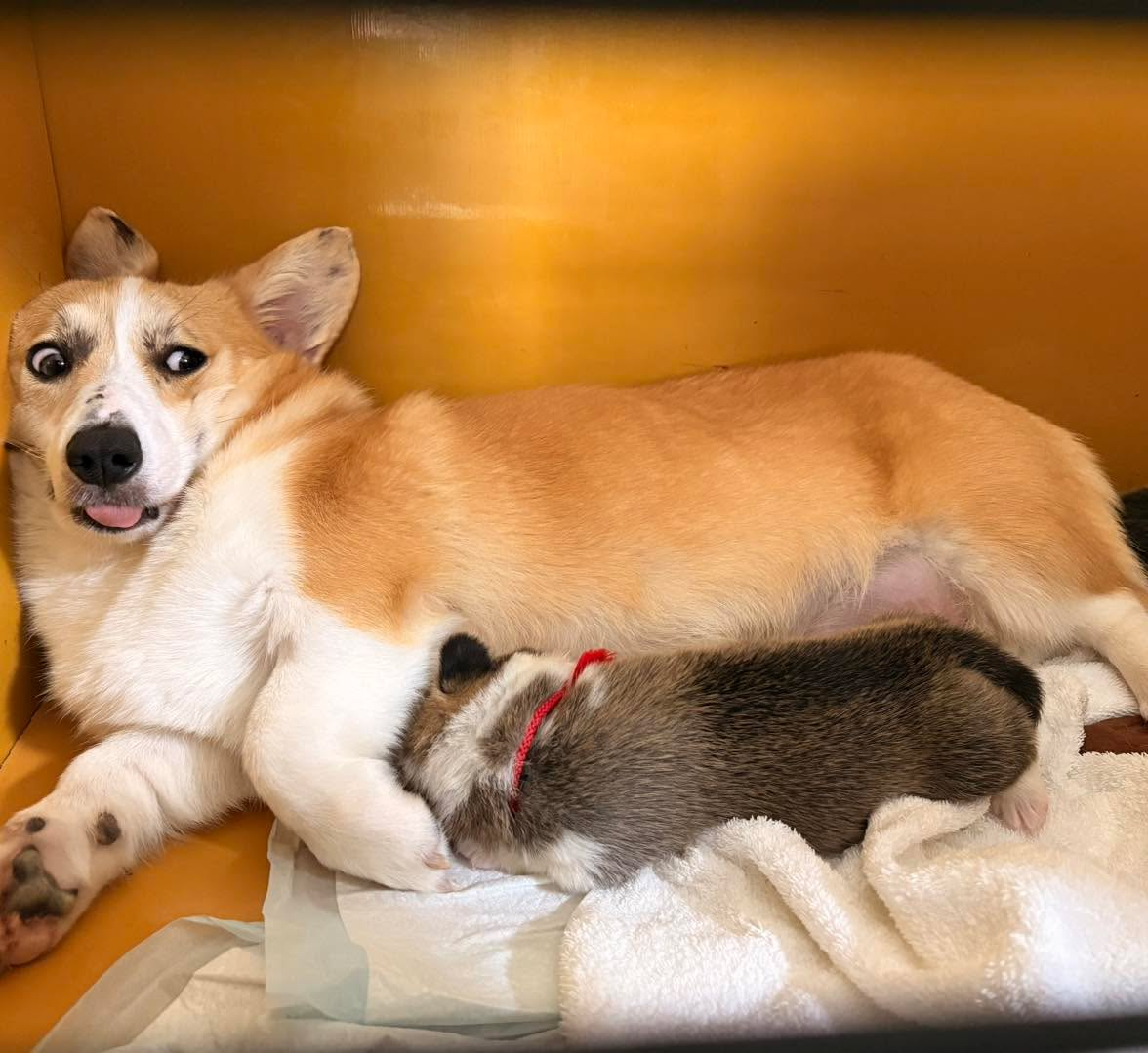 コーギーの仔犬達💕