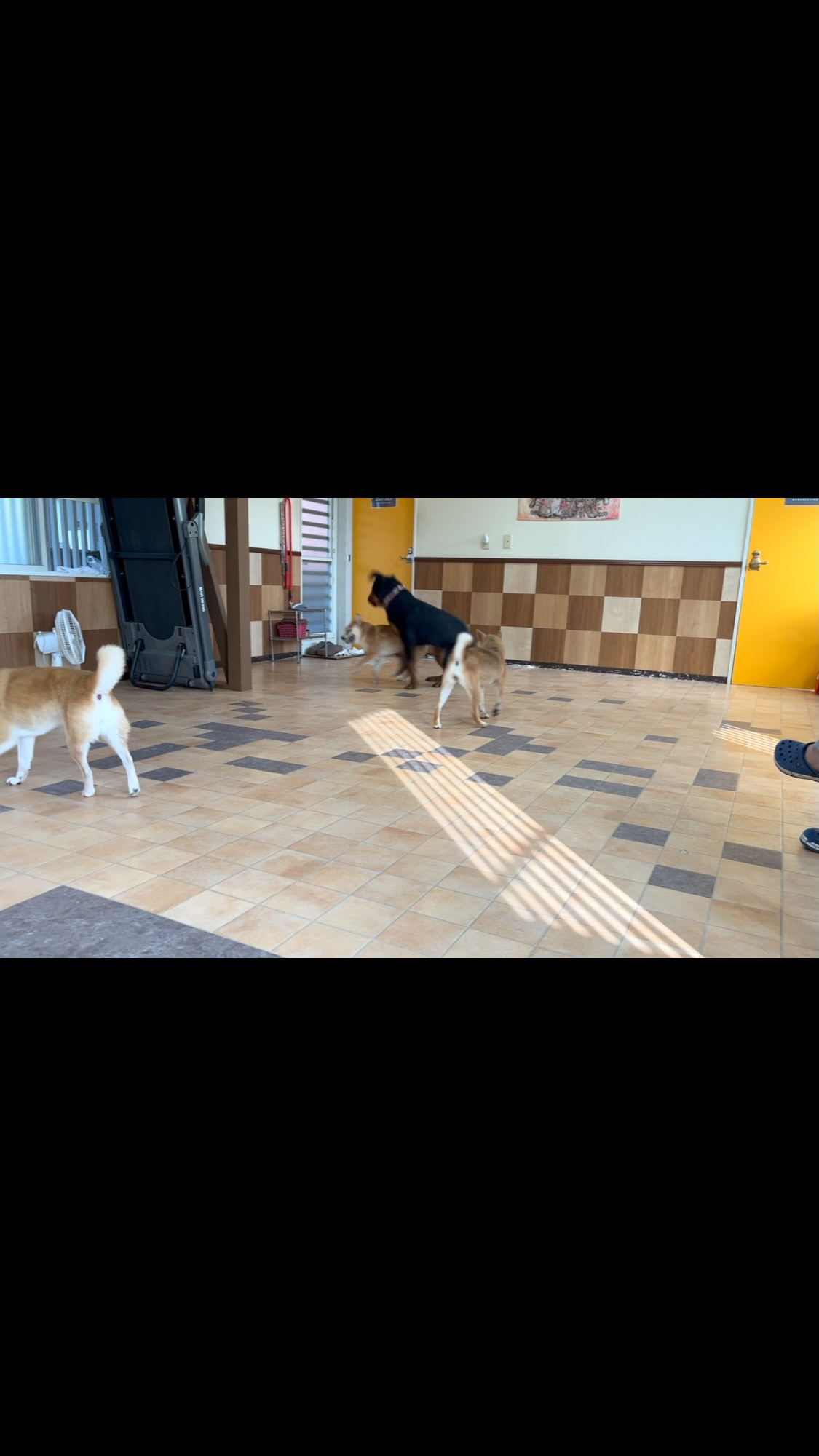 #しっぽの教室  #柴犬販売  #犬のしつけ #伊東市ブリー...