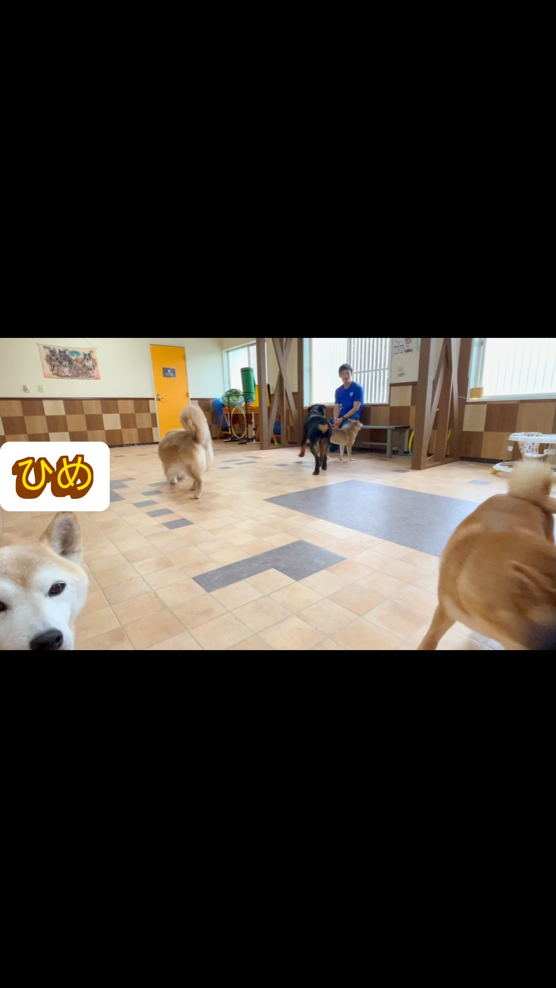 #しっぽの教室 #柴犬販売 #伊東市ブリーダー #柴犬ブリー...