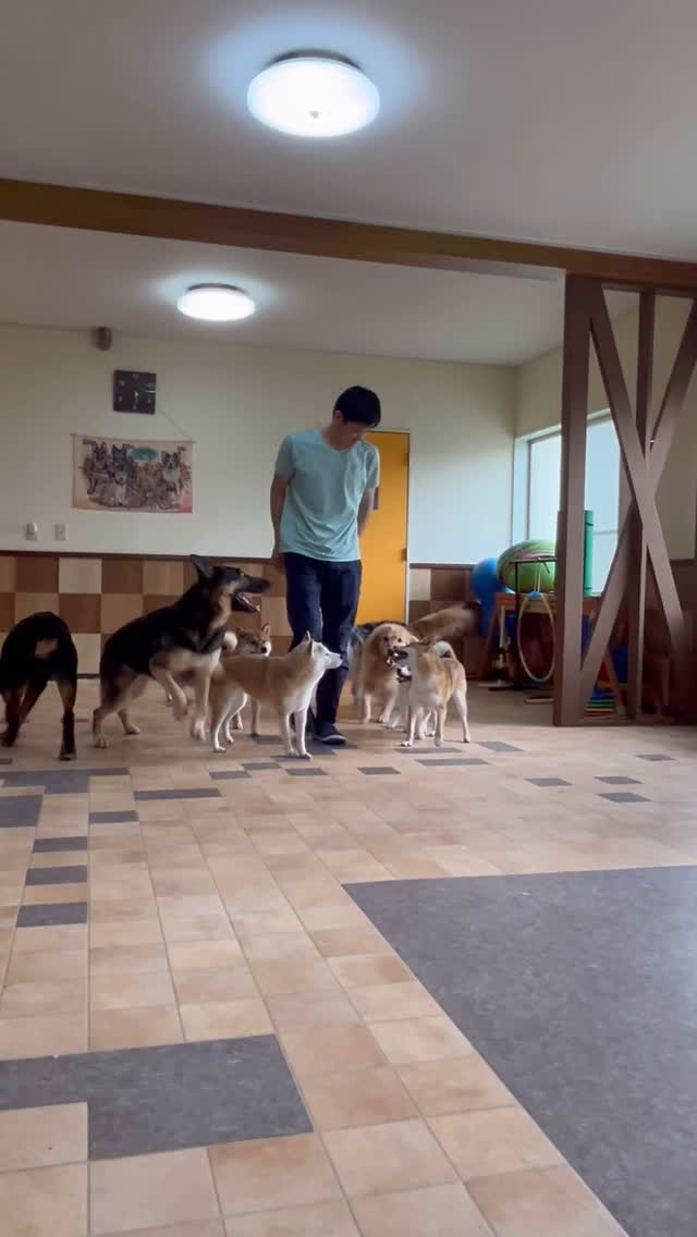 #しっぽの教室　#柴犬　#ジャーマンシェパード　#コーギー　...