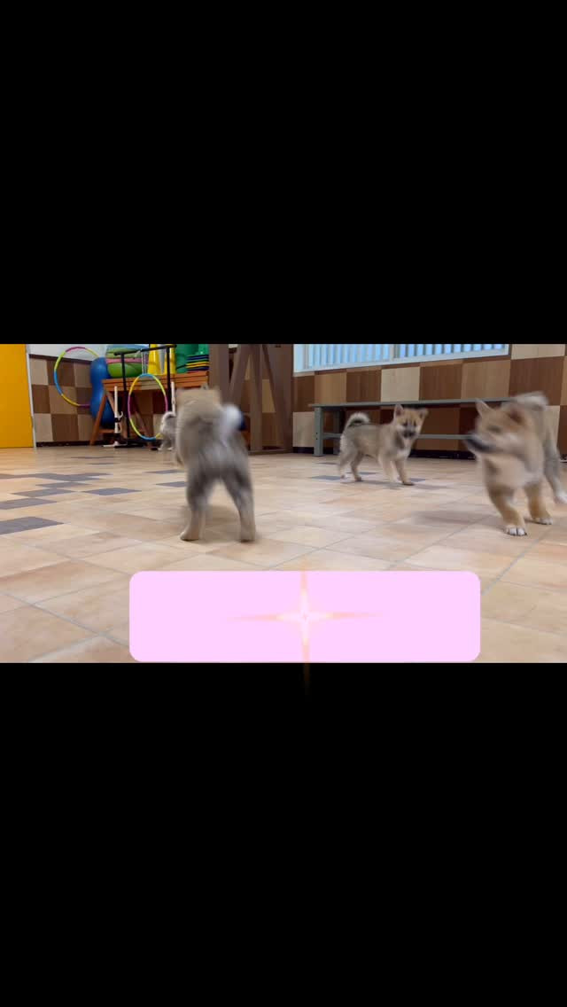 #しっぽの教室　#柴犬仔犬販売　#柴犬ブリーダー　#伊東市ブ...