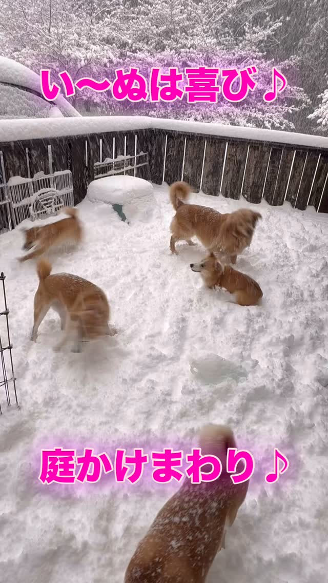 #しっぽの教室 #伊東市富戸　#大雪